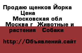 Продаю щенков Йорка › Цена ­ 15 000 - Московская обл., Москва г. Животные и растения » Собаки   